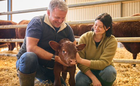 two farmers holding a young calf